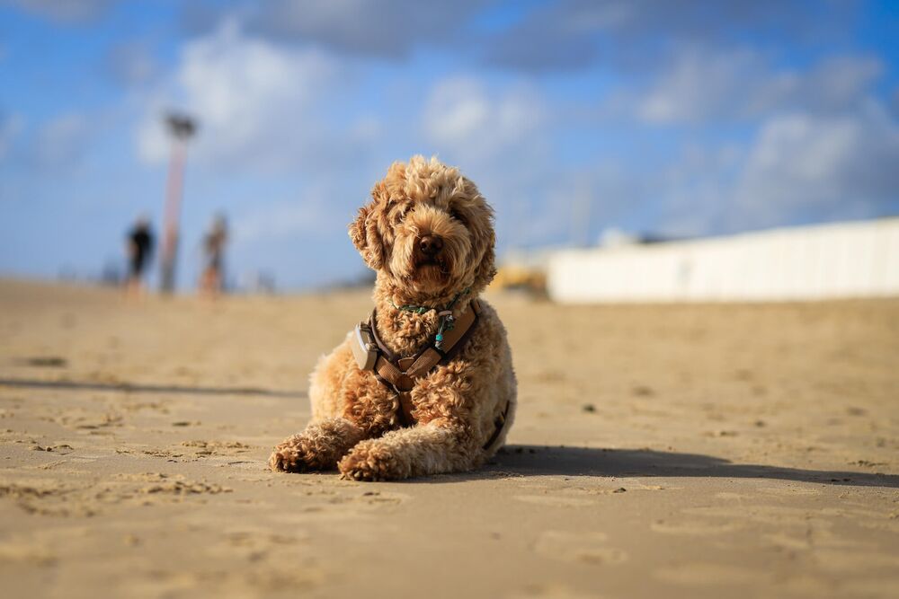 Hond op het strand
